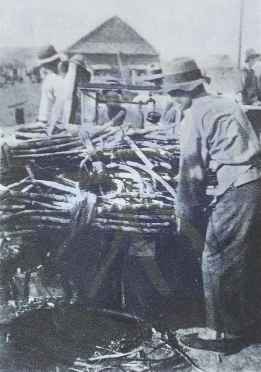 中国制糖业历史,上一世纪五十年代广东十大糖厂