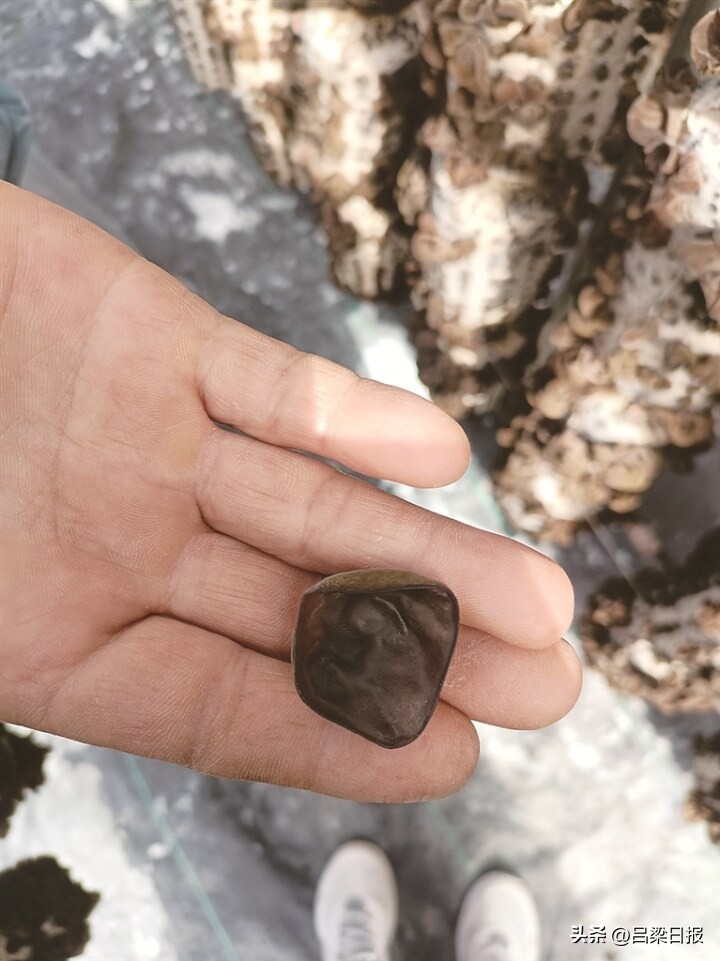 小木耳大产业领头人,小木耳大产业前景如何