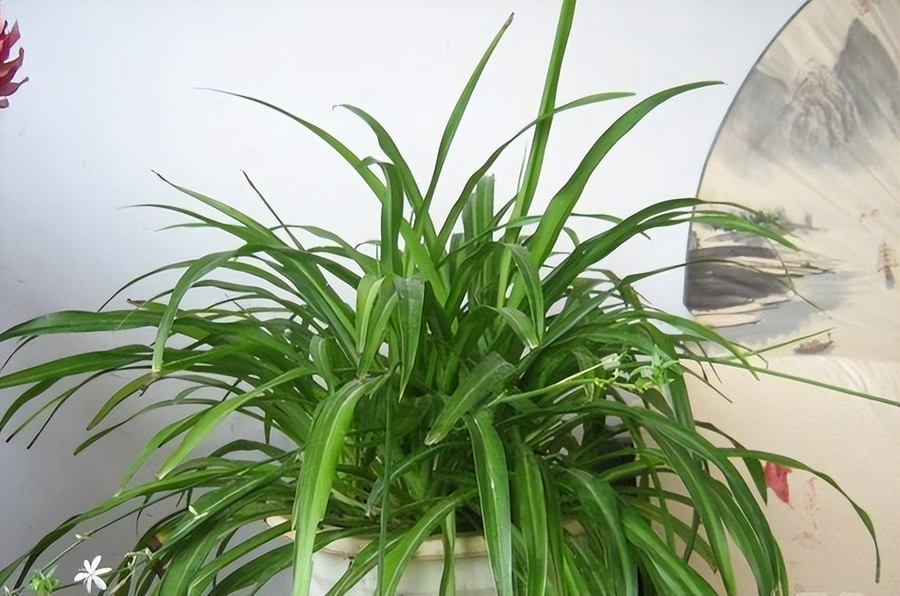 新房装修后怎么去除甲醛最有效,新房装修怎么去除甲醛最好