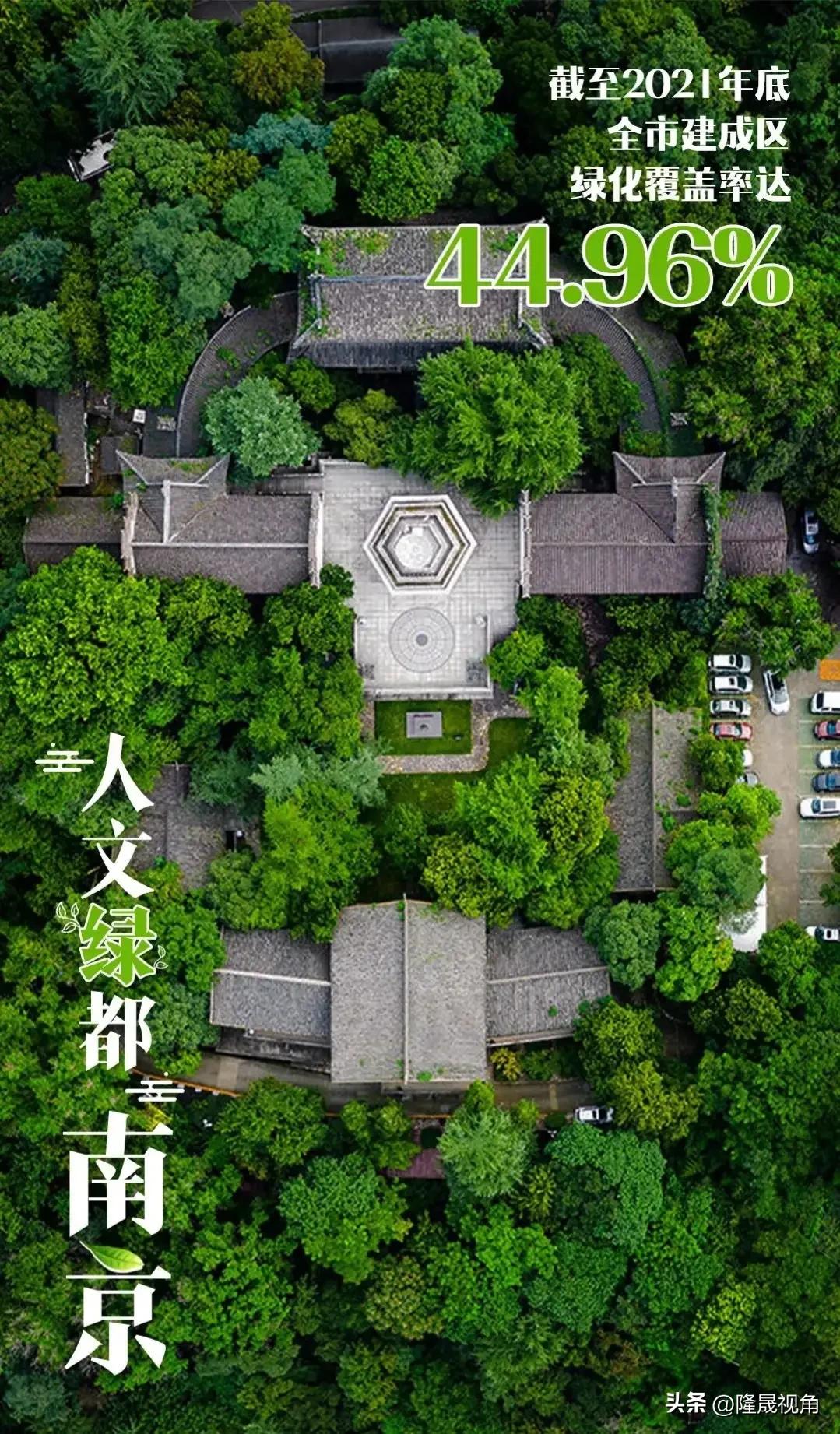 树是南京树,只有南京才有的树