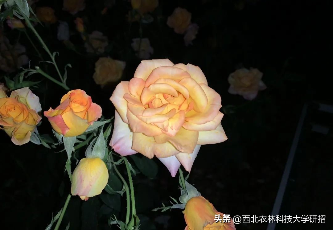 【“研”途风景|第6期】突然发现的瞬间