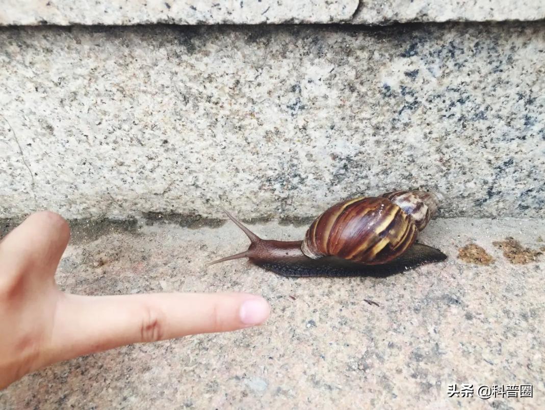 法国蜗牛非洲蜗牛,法国蜗牛与白玉蜗牛
