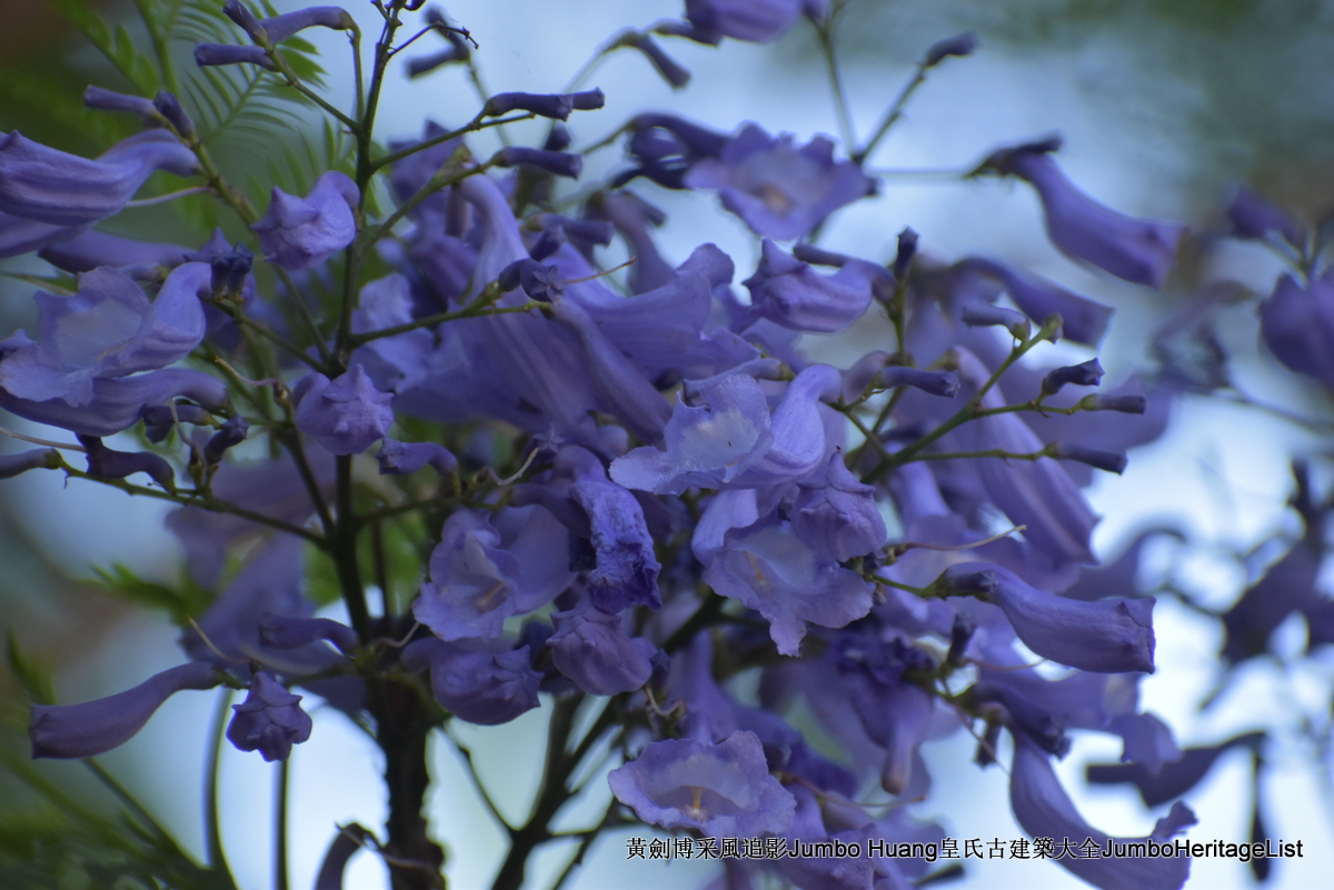 第5023回：富得像个阿根廷人，蓝花楹咖啡馆酒吧