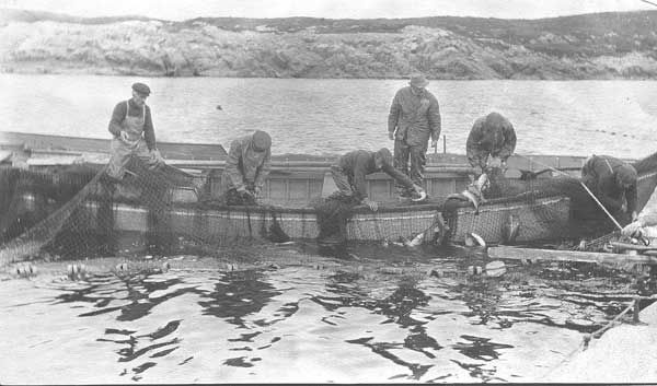 大西洋鳕鱼数量,大西洋鳕鱼现状