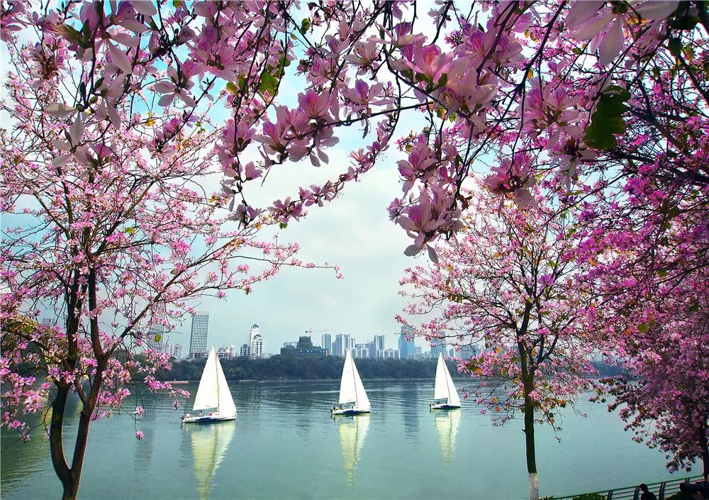 春天，我想到一座城，吃粉粉，看粉粉