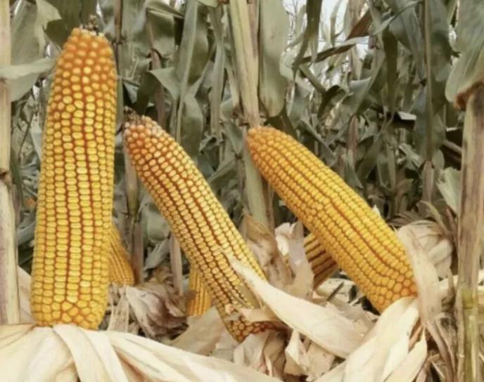 最新国审双抗高产玉米种子,2021年国审十大多抗高产新品种