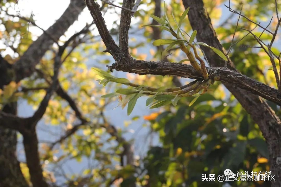 2016年曼松则道贡茶357g茶饼,2010曼松贡茶250g价格一览表