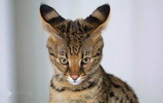 世界上最贵的猫咪,十种世界上最昂贵的猫咪