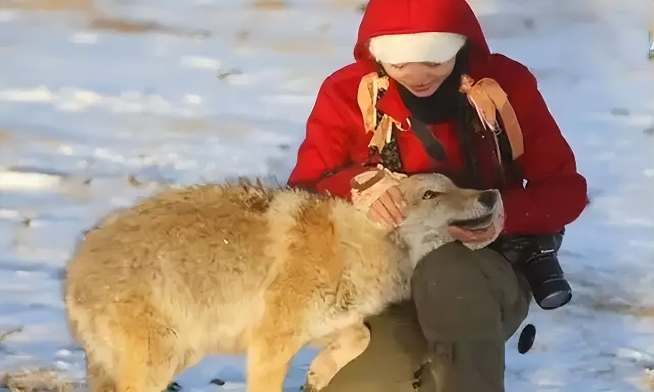 成都画家在草原写生收养狼的故事,成都女青年画家意外收养一只幼狼