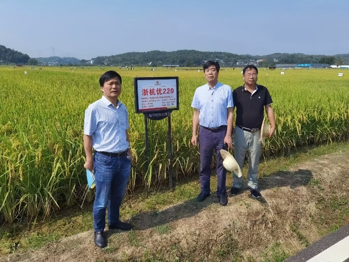金色农华籼梗交新标杆、新升级——浙杭优220