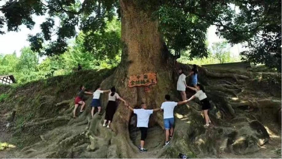 一棵树价值十亿,金丝楠木是最贵的树木吗