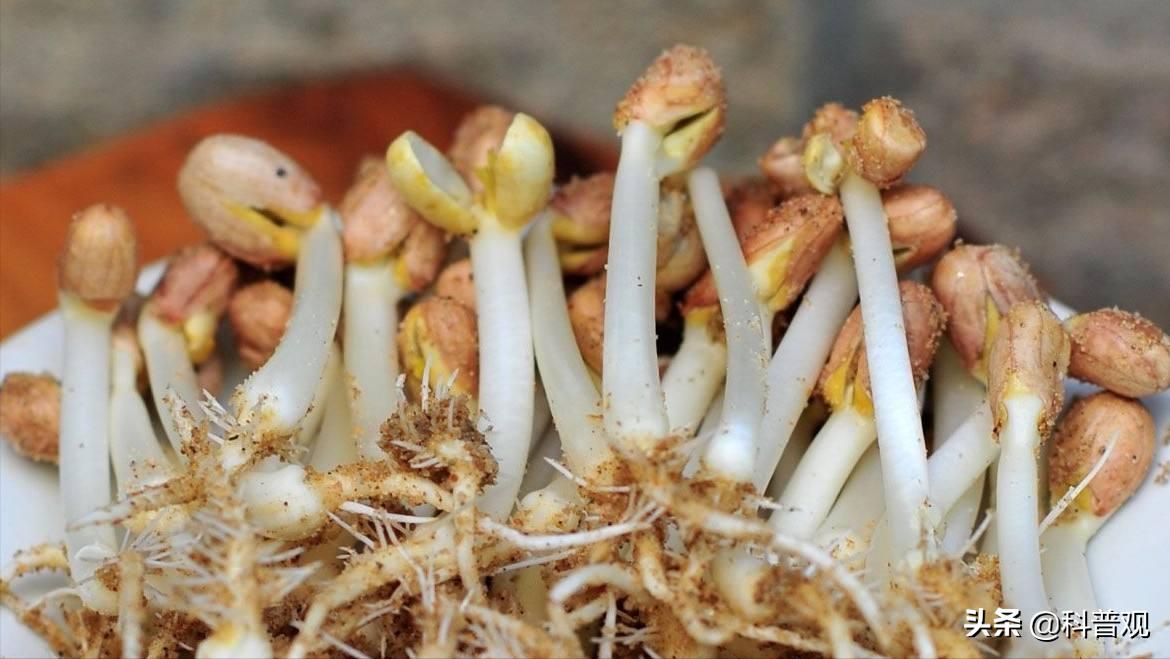 12种发芽的食物不能吃,六种发芽的食物能不能吃涨知识