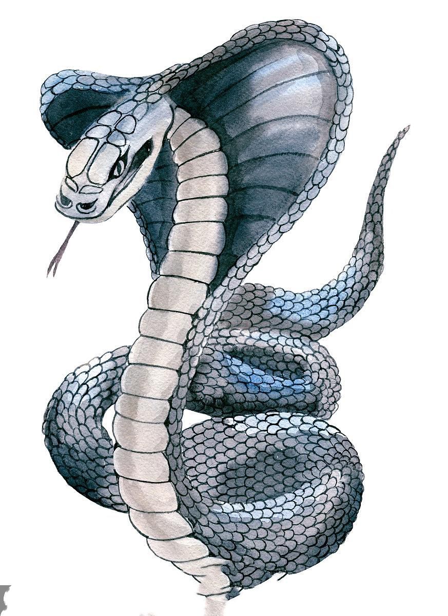 私自养野生蛇,农户私放1000条眼镜蛇