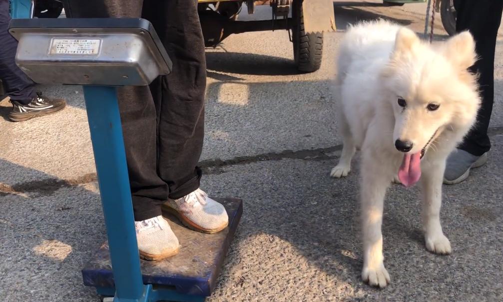 800块萨摩耶幼犬,800元萨摩耶