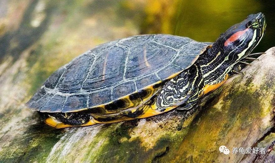 新手养龟的10个建议,养龟新手必须知道的两个关键点