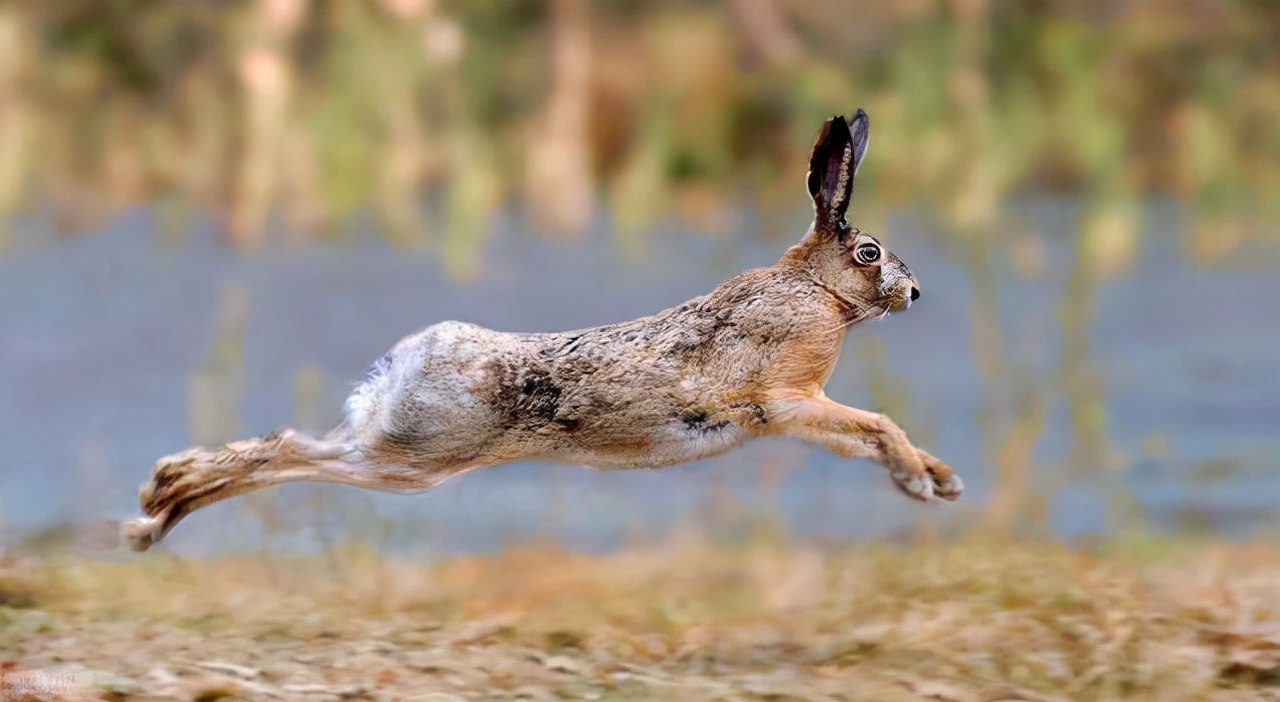 澳洲野兔泛滥成灾到底有多疯狂,澳洲野兔泛滥最严重的地区