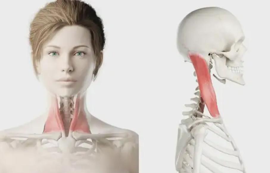 黄贵生常德,黄贵生补肝血