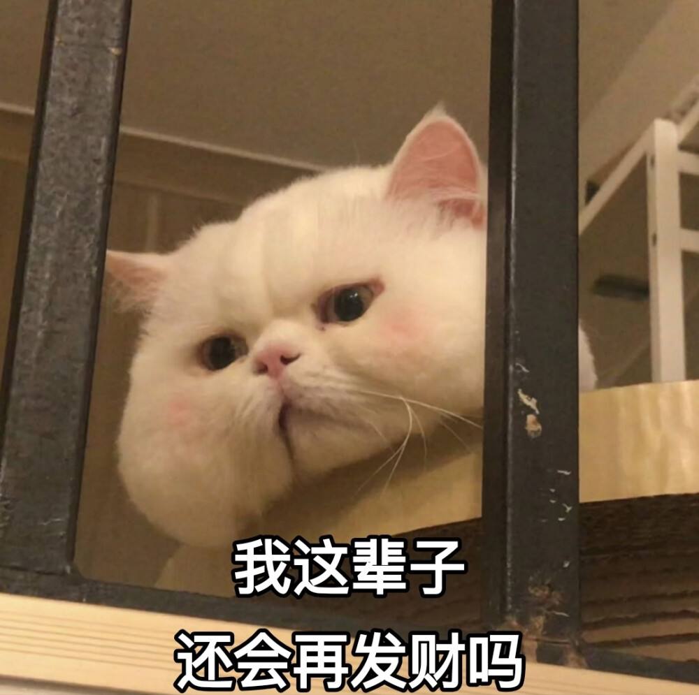 猫咪最喜欢抚摸它的什么部位,猫咪比较喜欢抚摸身体的哪些部位