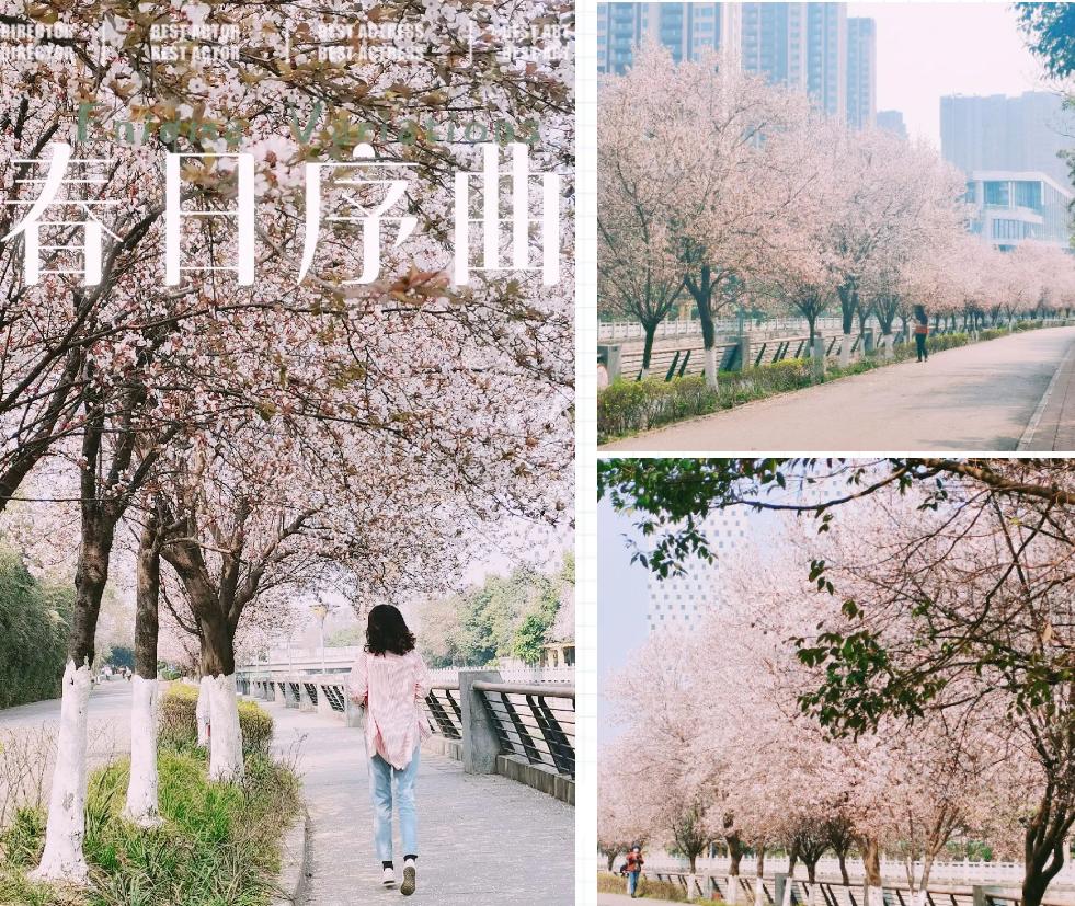 12条时髦老街，长满晒太阳的成都人