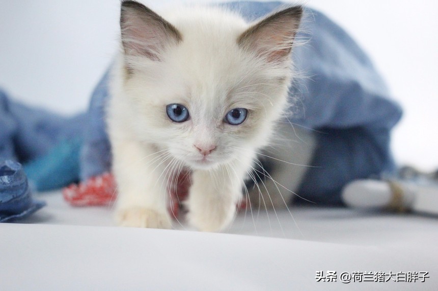 中国国际航空托运猫咪价格 (航空托运猫咪到家后注意事项)