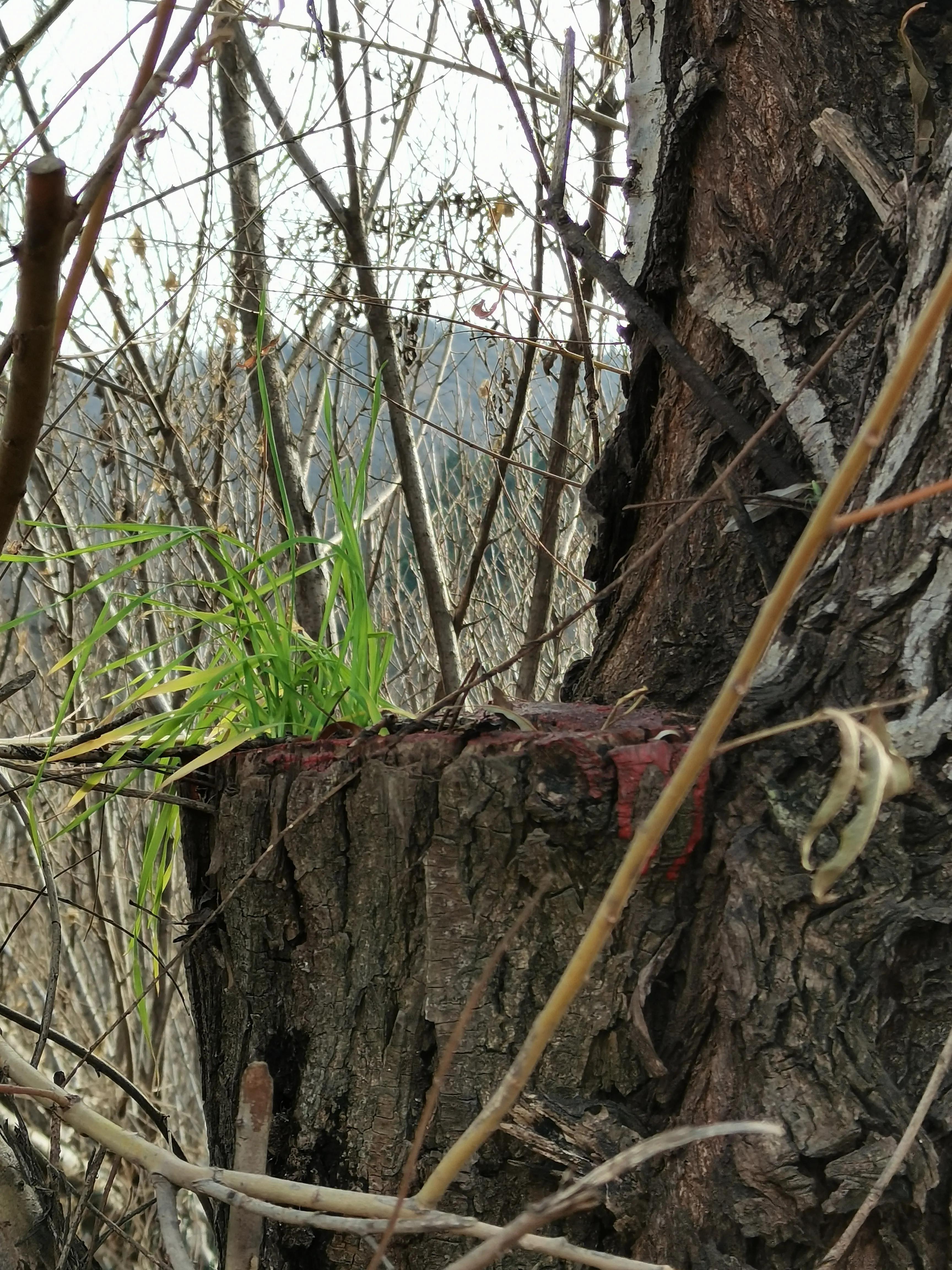 树上的麦,田里的麦苗