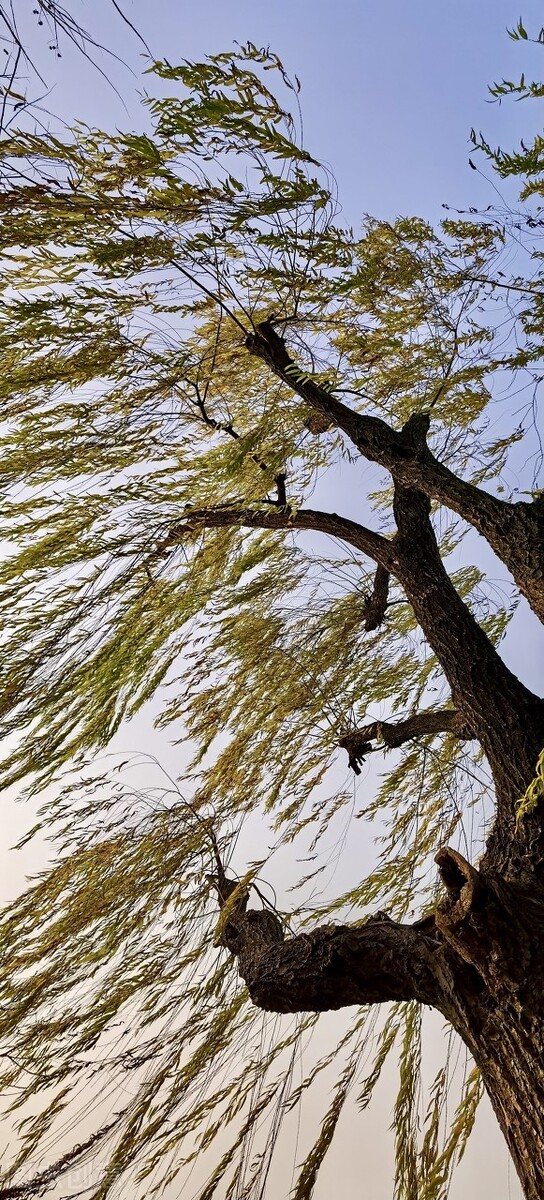 风吹杨柳万千条打一动物,风吹杨柳万千条解析