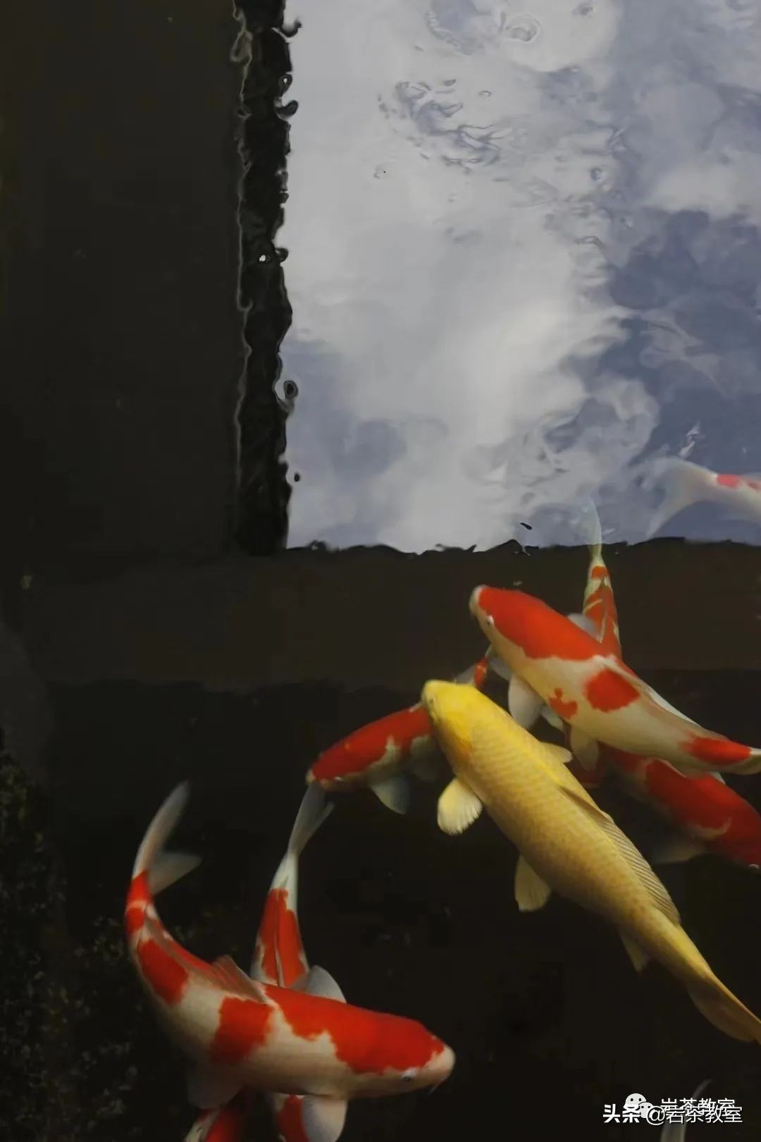 赏瓷观窑公道杯器型 (赏瓷观窑十二花神杯)