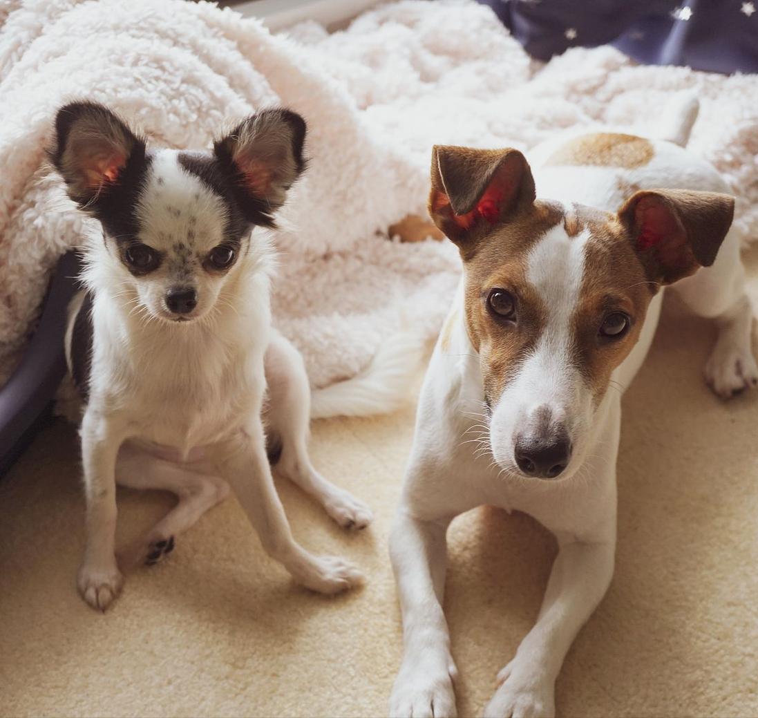 狗狗生长发育需要什么营养,狗狗生长发育顺序