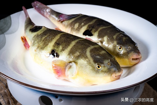 河鲜四大名鱼,最顶级的河鲜鱼