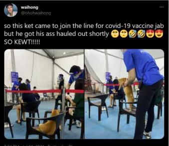 猫猫也要打狂犬疫苗吗,猫猫也要努力变强