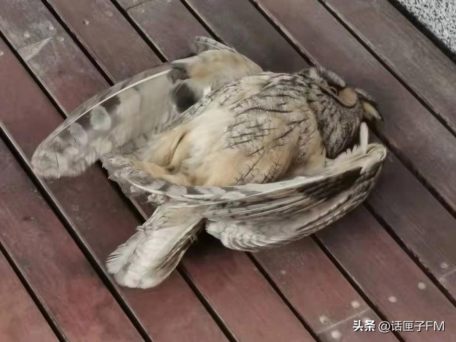 这种花花绿绿的贴纸在上海流行，警示对象不是人类？