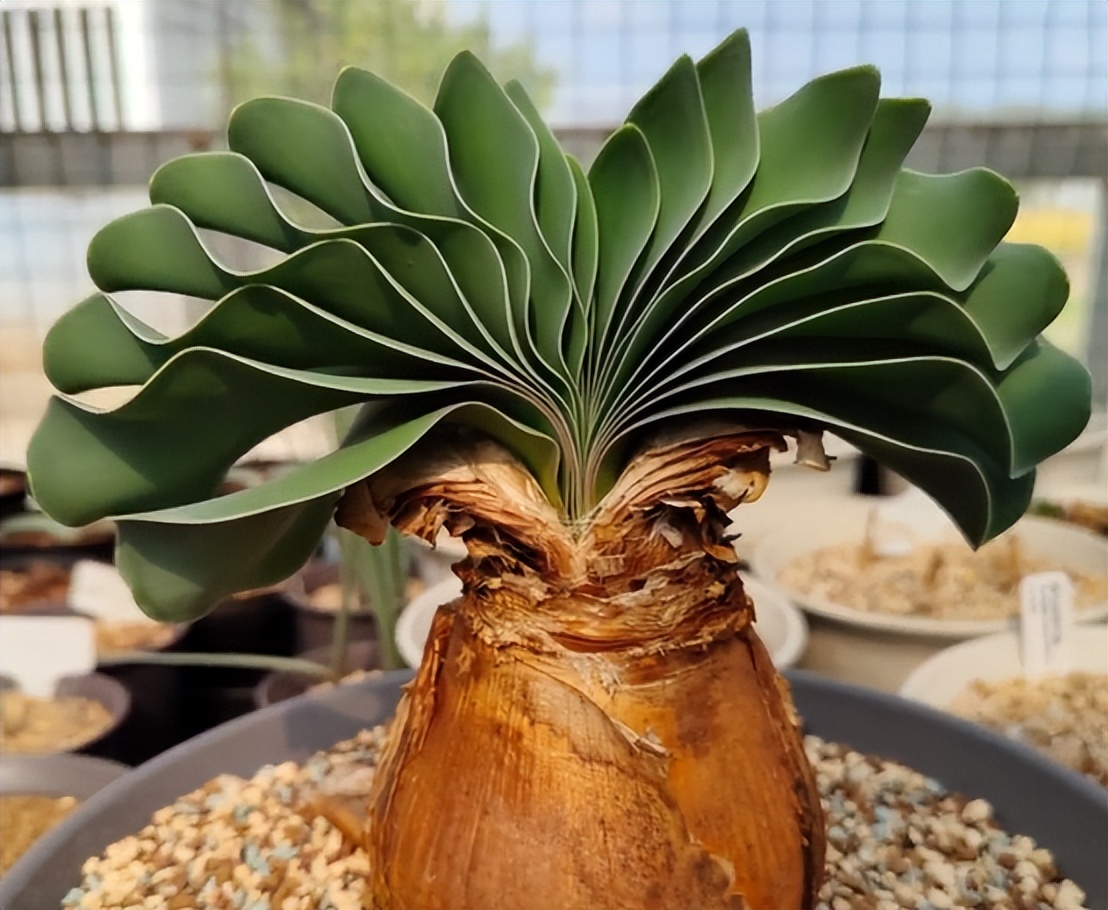 8种多肉太上头，外形独特又可爱，让人直呼太有趣了