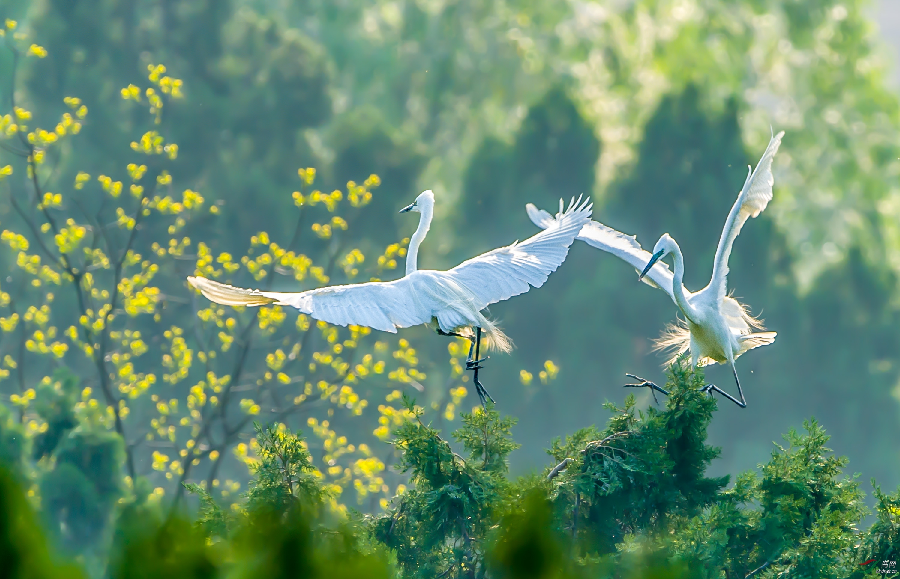唐代杜甫描写春天的诗句,杜甫笔下有哪些描写春天的诗句