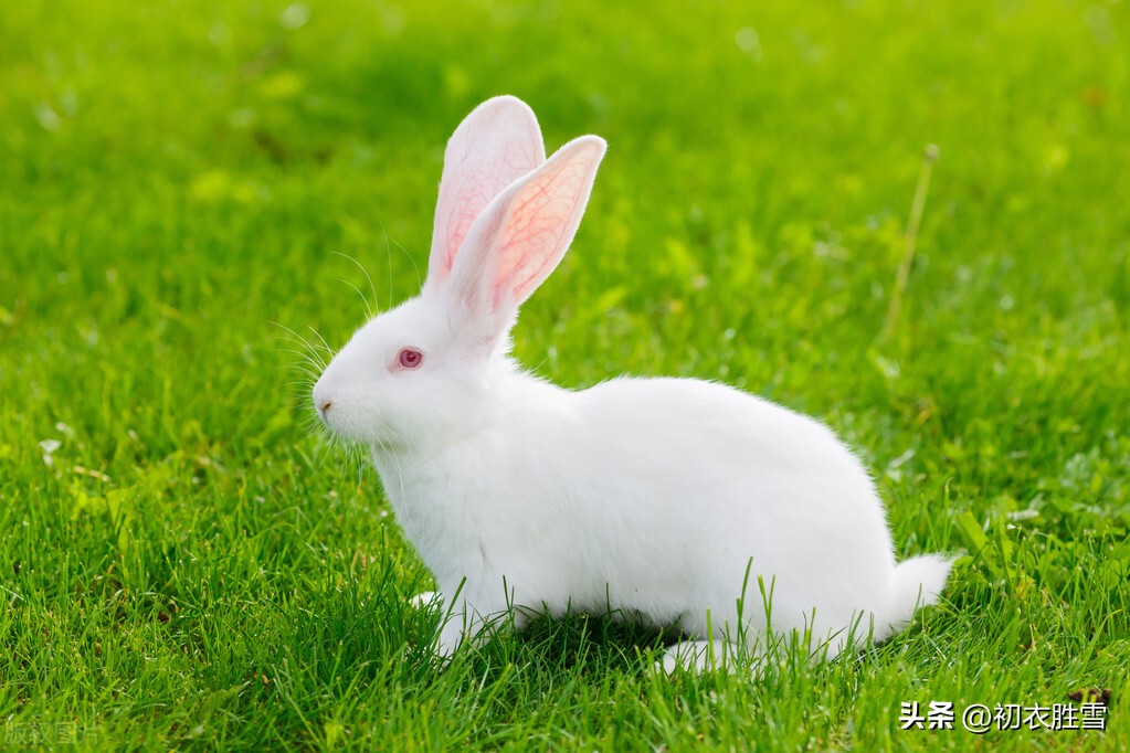 关于兔子的古诗和名句,与兔子有关的古诗词