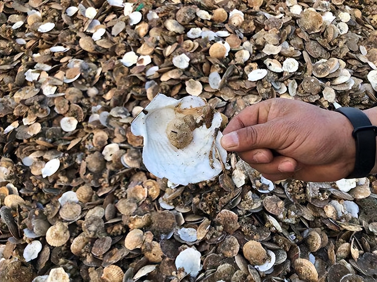 日本的海鲜还能进入中国市场吗,日本海鲜从哪里流入中国市场的