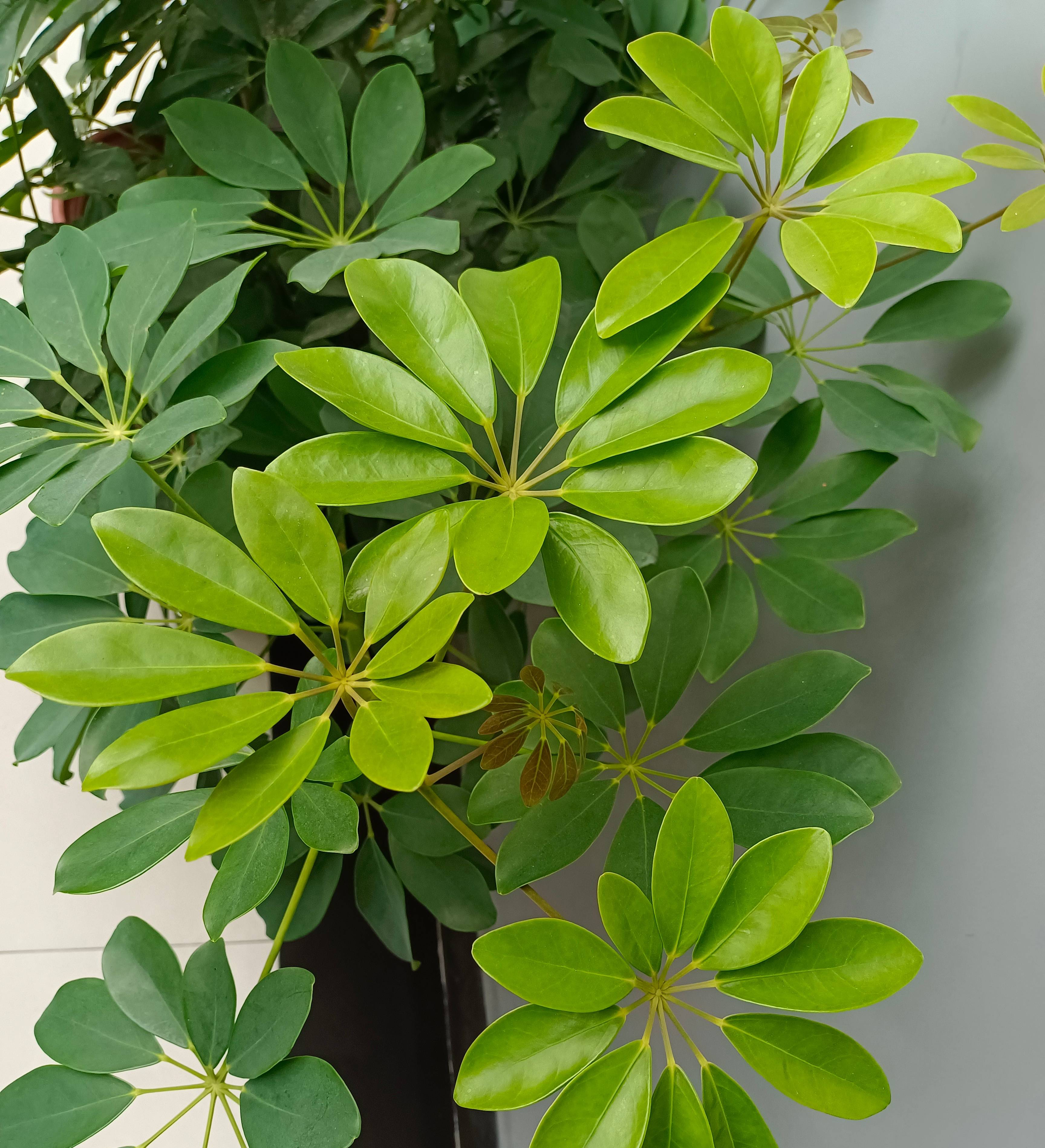 装修房子适合养什么花,刚装修的房子适合养什么花