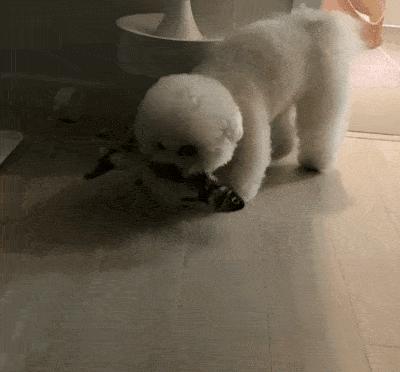 比熊死前的预兆,比熊的6个表现