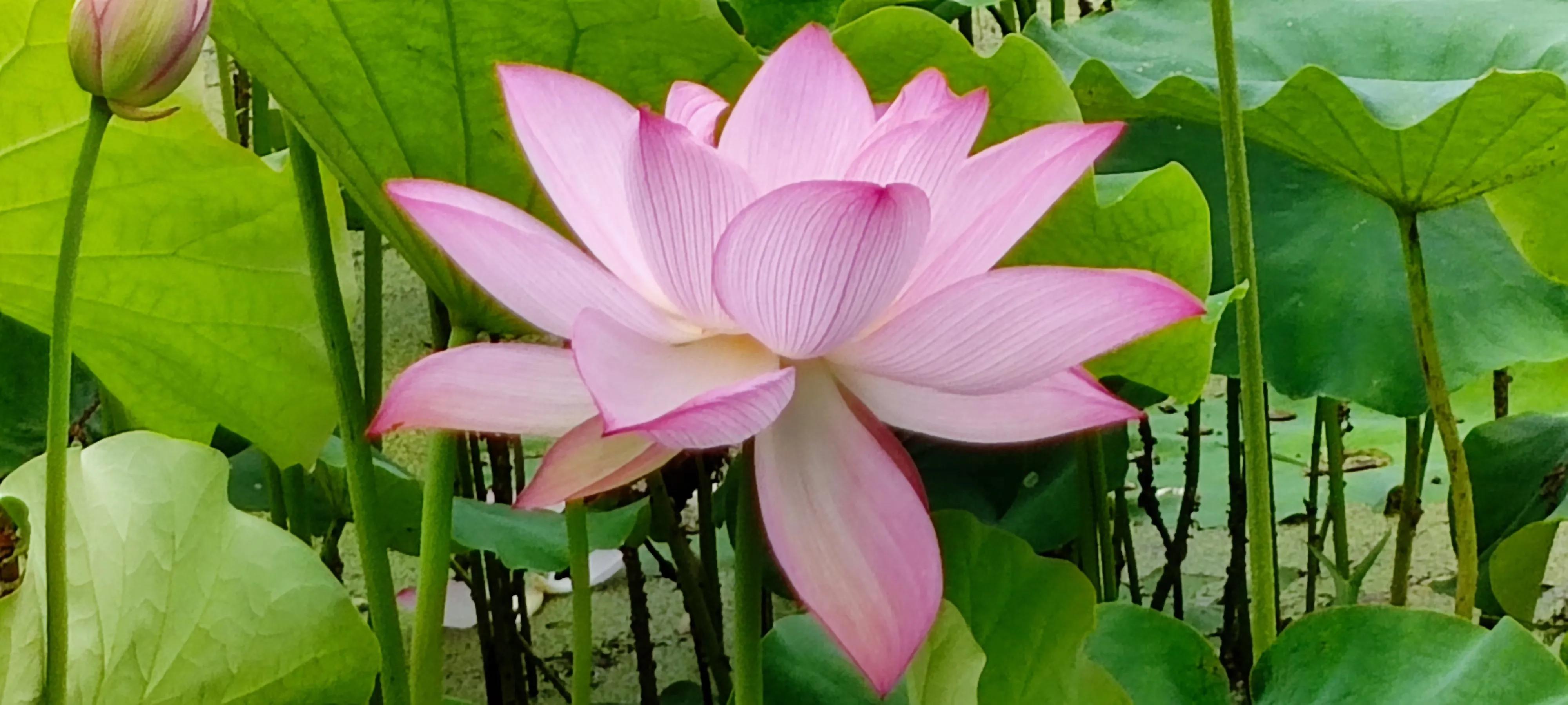 道德经珍惜生命,道德经揭开宇宙生命的真谛