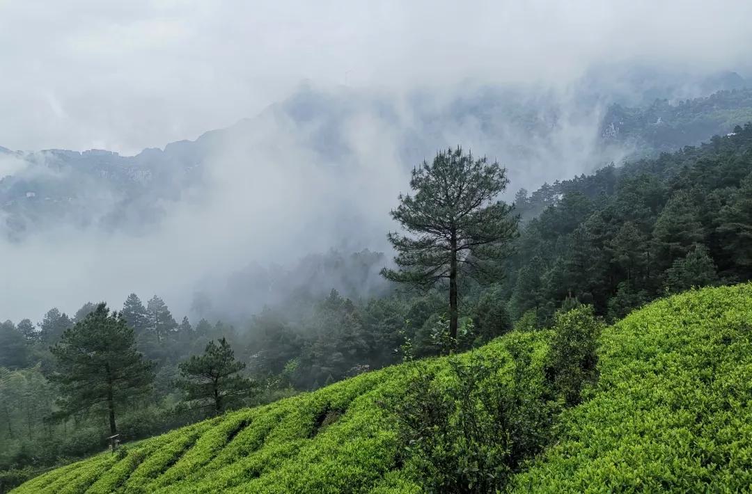 夏日清晨阳光唯美的古诗词,炎炎盛夏的古诗词