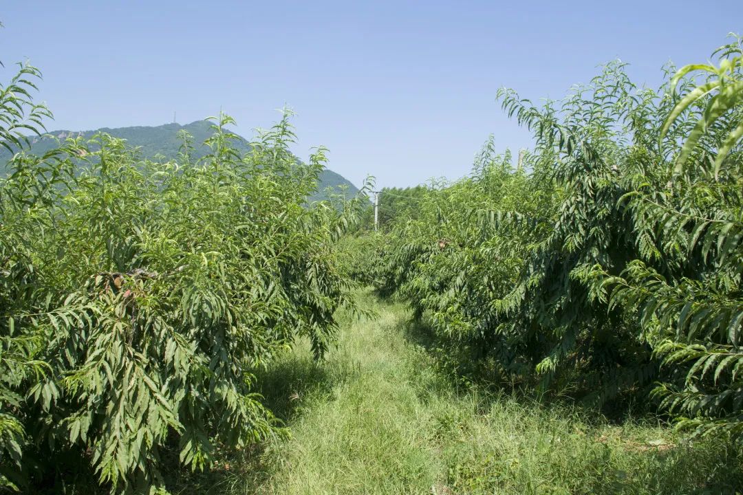 鹰嘴桃脆香甜,赣南鹰嘴桃新鲜现摘