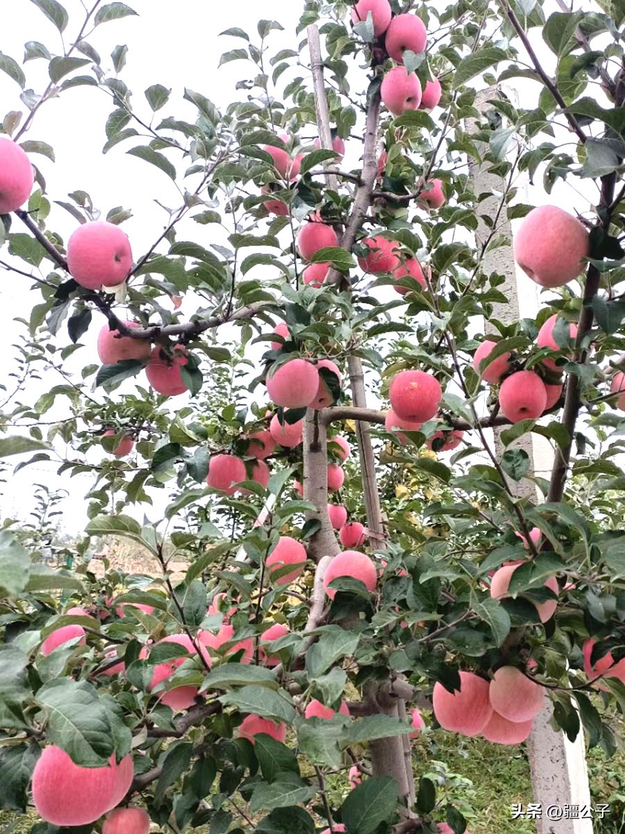 色香味俱全的甘肃苹果,红艳艳的让人看着流口水