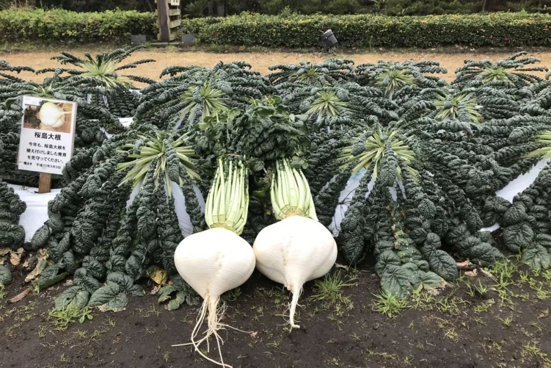 萝卜的这个小知识你知道了吗 (关于萝卜的百科知识有哪些)