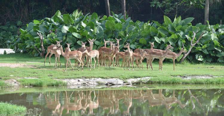 住野趣C位-广州长隆酒店！含高级客房+童趣乐园+广州长隆园区门票