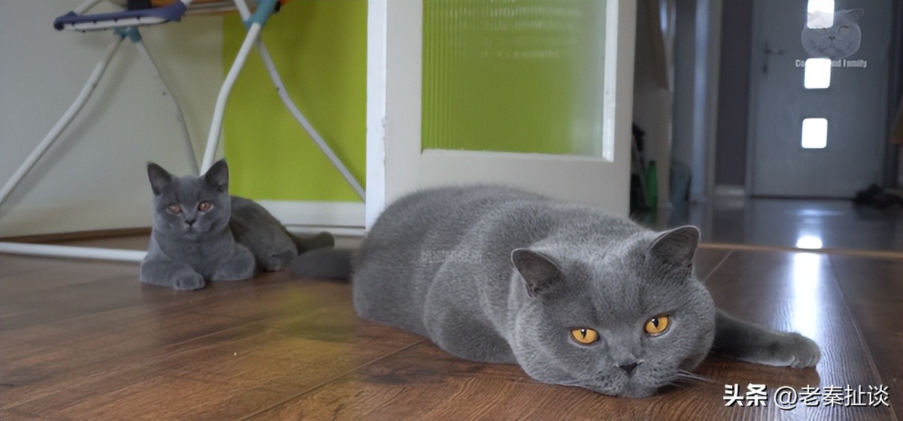 世界上最便宜的猫是什么品种,世界贵的10种猫的排名