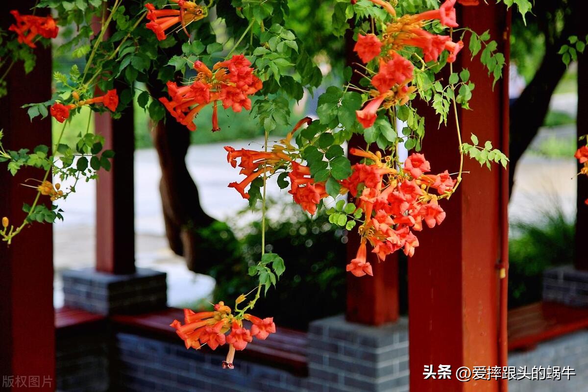 夏日里盛开的凌霄花,绚烂开放的凌霄花