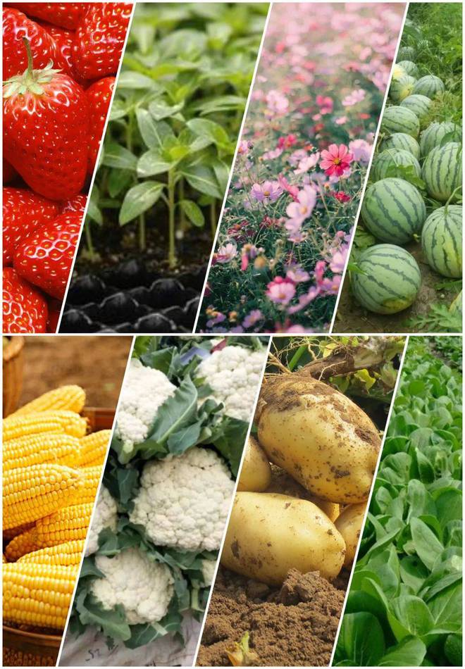 迪斯科黄金复合肥料,迪斯科肥料40kg多少钱