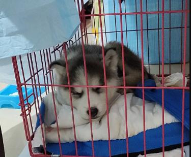 宠物医生狗狗不吃饭,宠物狗不吃饭不喝水怎么办