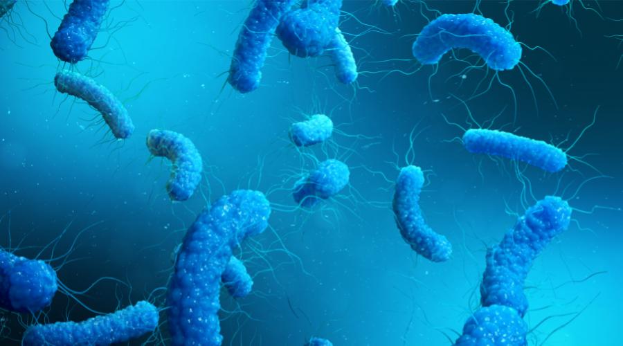 蛋鸡葡萄球菌感染症状,产气荚膜梭菌的感染条件