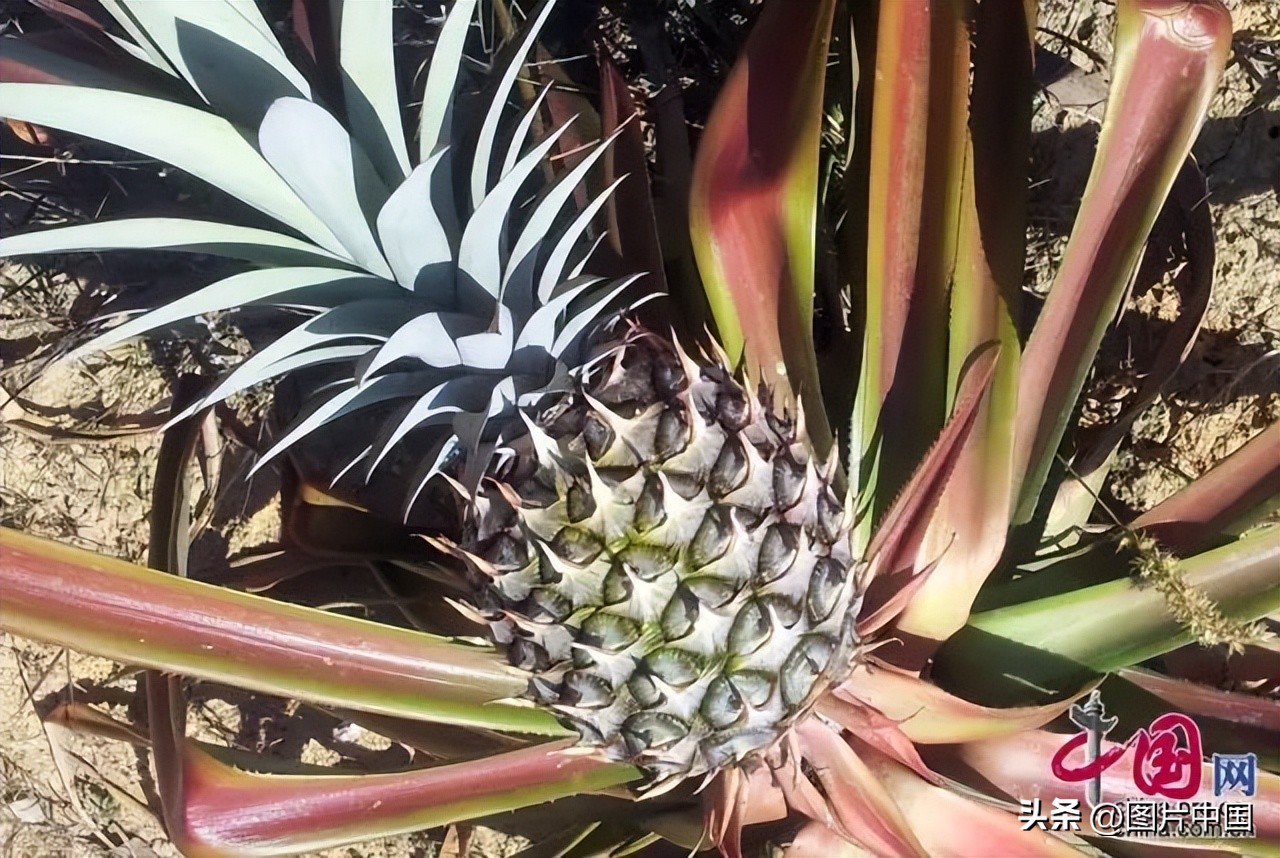 谷雨:春夏之交雨生百谷