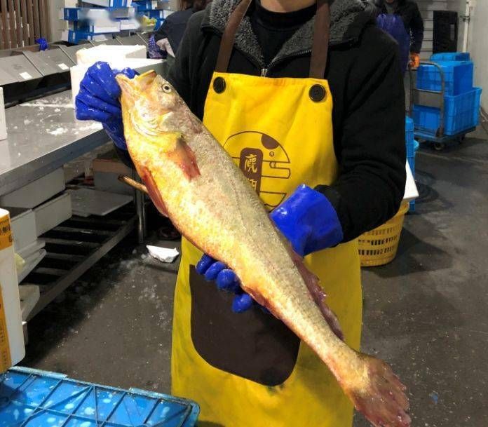 野生17斤多的大黄鱼到底有啥营养,真正的野生大黄鱼是怎么样的